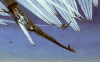 ta100.gif (79109 bytes)